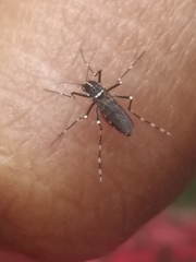 Stegomyia