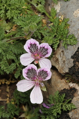 Erodium glandulosum