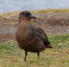 Stercorarius chilensis