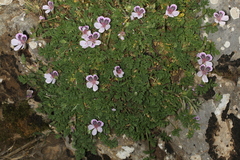 Erodium glandulosum