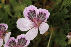 Erodium glandulosum