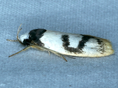 Eulechria sigmophora