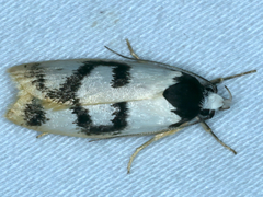 Eulechria sigmophora