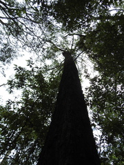 Eucalyptus siderophloia