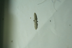 Eupithecia abbreviata
