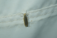 Eilema lurideola