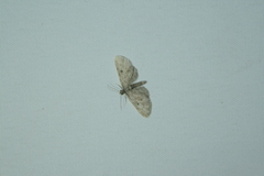 Eupithecia pusillata