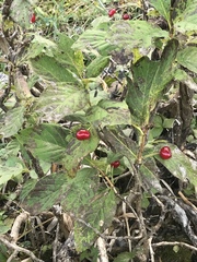Lonicera alpigena