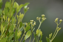 Symphyopappus casarettoi