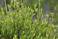 Symphyopappus casarettoi