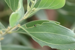 Cryptolaemus