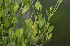 Symphyopappus casarettoi