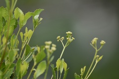 Symphyopappus casarettoi