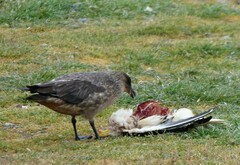 Stercorarius chilensis