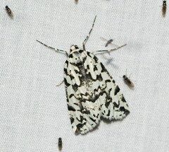 Archephanes zalosema