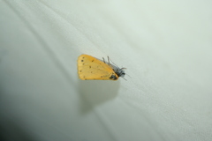 Setina irrorella