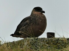 Stercorarius chilensis