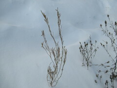 Erysimum hieraciifolium