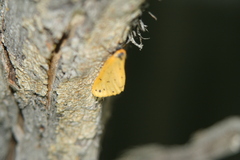 Setina irrorella