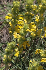 Phlomis lychnitis
