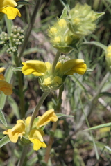 Phlomis lychnitis