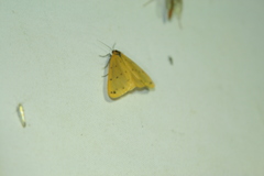 Setina irrorella