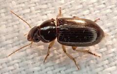 Notagonum