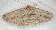 Didymoctenia exsuperata