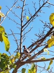 Streptopelia senegalensis