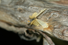 Setina irrorella