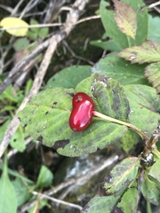 Lonicera alpigena