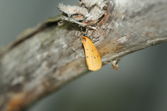 Setina irrorella