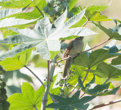 Pycnonotus conradi