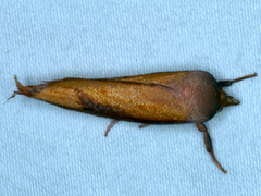 Wingia aurata