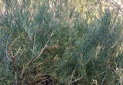 Salsola webbii