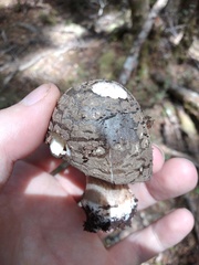 Amanita nothofagi