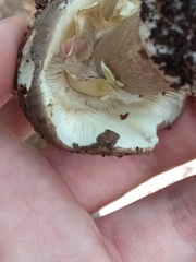 Amanita nothofagi