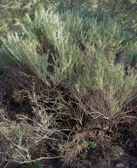 Salsola webbii