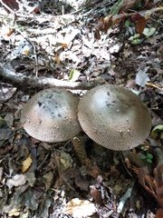 Amanita pekeoides
