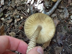 Amanita pekeoides