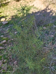 Asparagus horridus
