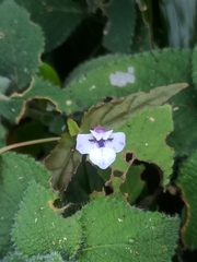 Torenia courtallensis