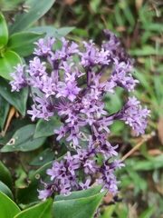 Hedyotis purpurascens