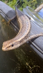 Cryptoblepharus buchananii