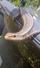 Cryptoblepharus buchananii