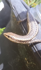 Cryptoblepharus buchananii