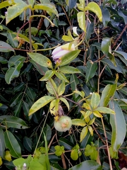 Passiflora cincinnata