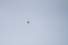 Aerodramus brevirostris