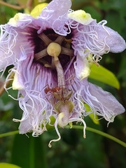 Passiflora cincinnata