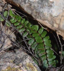 Asplenium azomanes